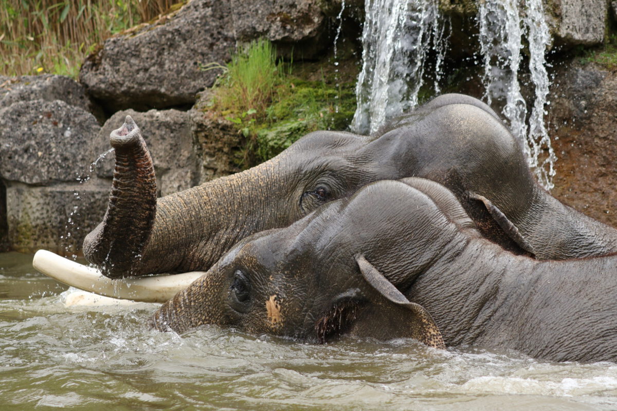 Asiatische Elefanten Gajendra und Mangala beim Baden im Tierpark Hellabrunn