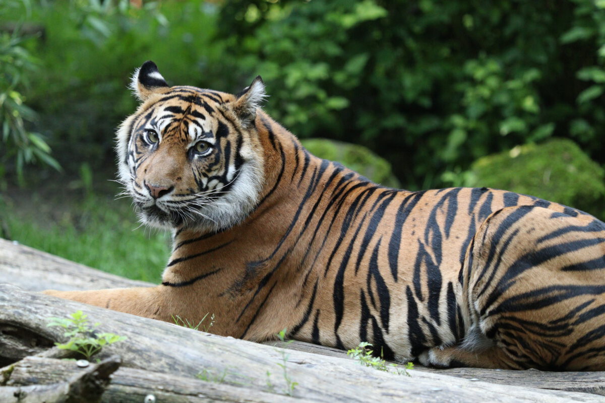 Sumatra Tigerin Berani im Zoo Augsburg