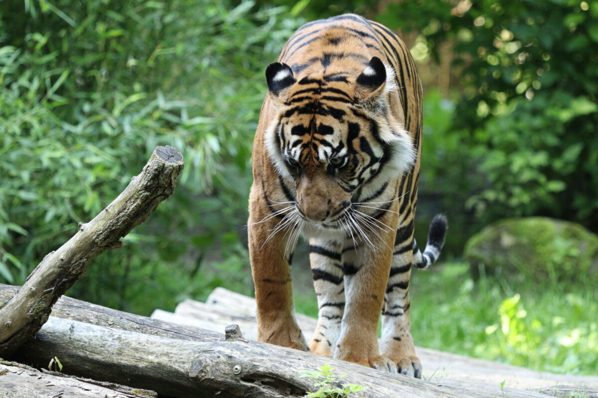 Sumatra Tigerin Berani im Zoo Augsburg