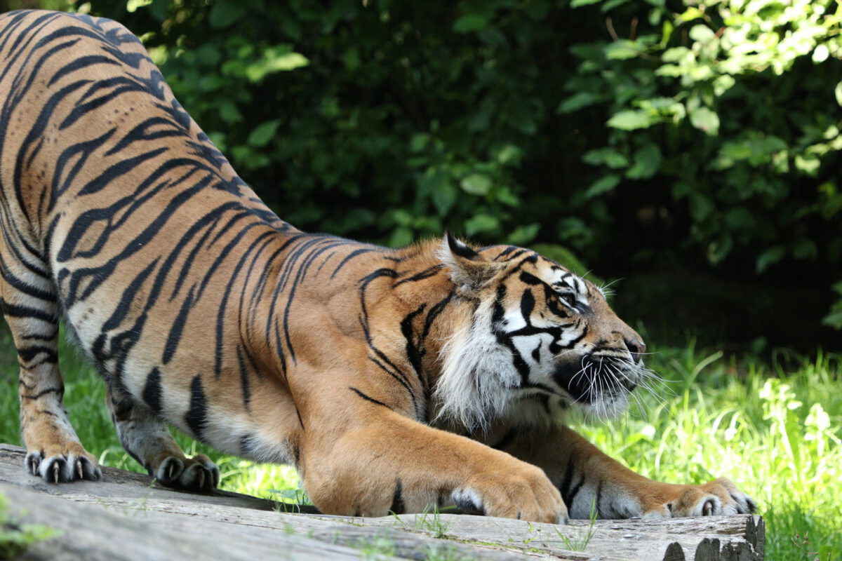 Sumatra Tiger Dhjala im Zoo Augsburg