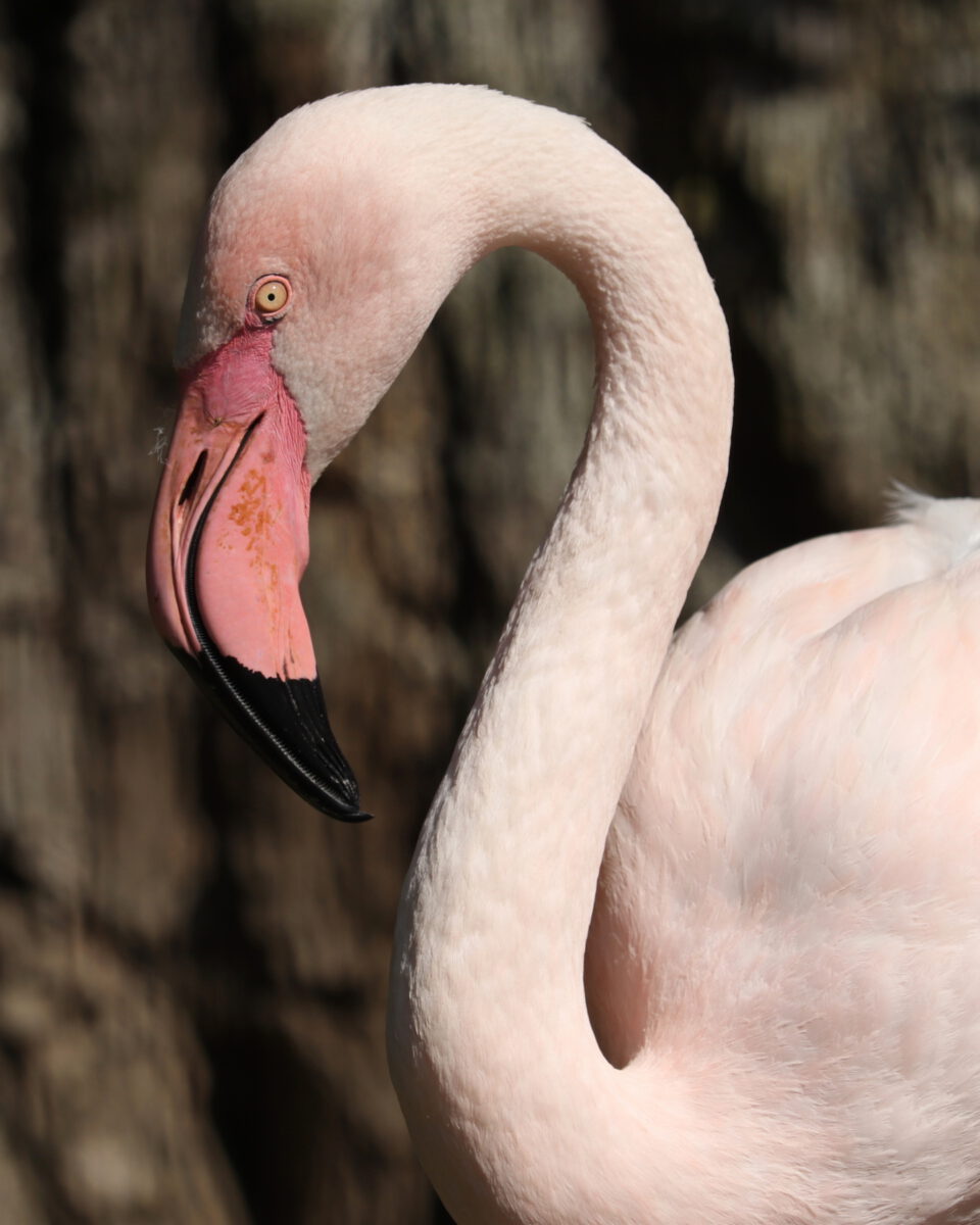 Rosa Flamingo im Zoo Augsburg