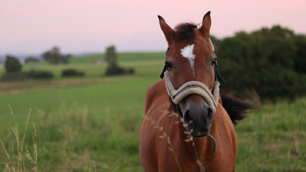 Ein Pferd im Allgäu bei Abendrot
