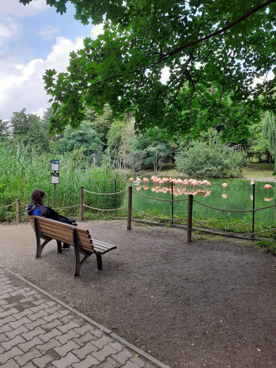 Die Flamingoanlage im Zoo Heidelberg
