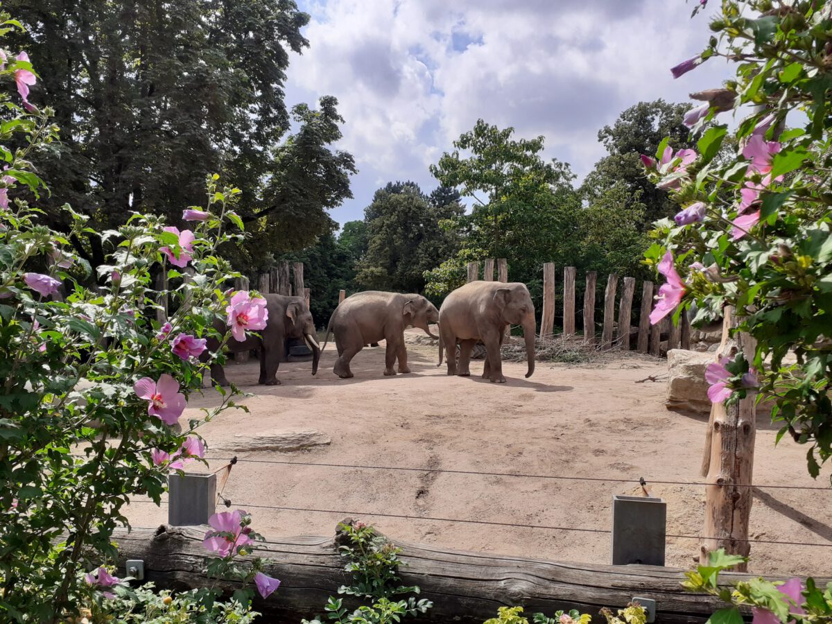 Ein Teil der Elefantenanlage im Zoo Heidelberg
