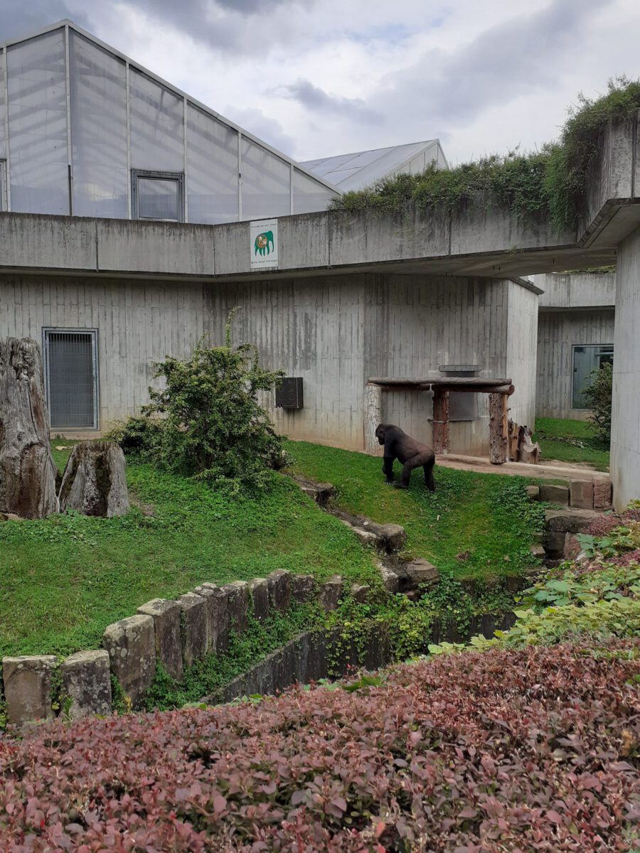 Die Gorillaanlage im Zoo Heidelberg