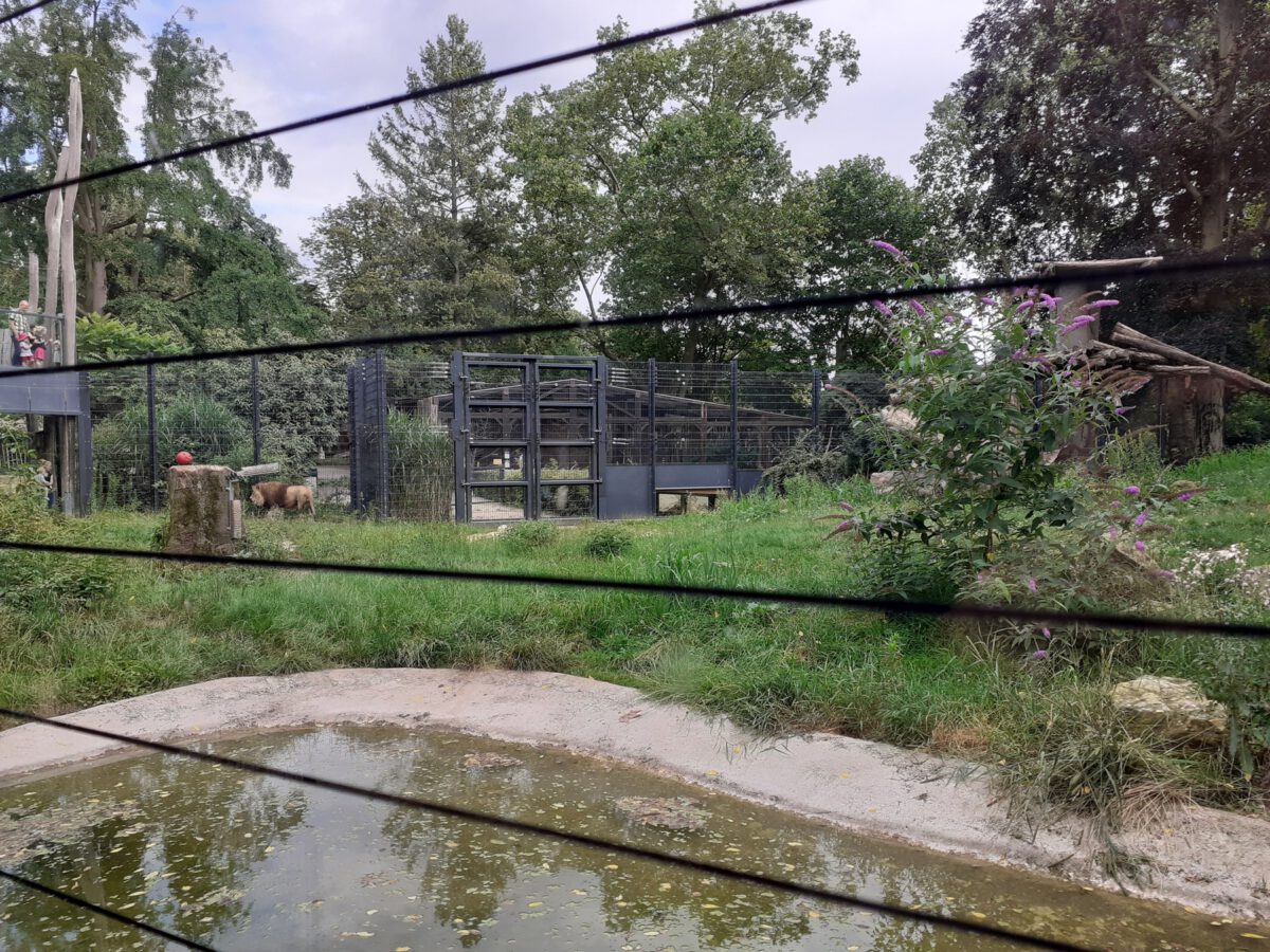 Die Löwenanlage im Zoo Heidelberg