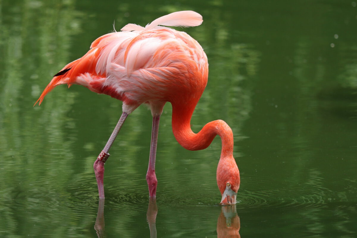 Kuba Flamingo im Zoo Heidelberg