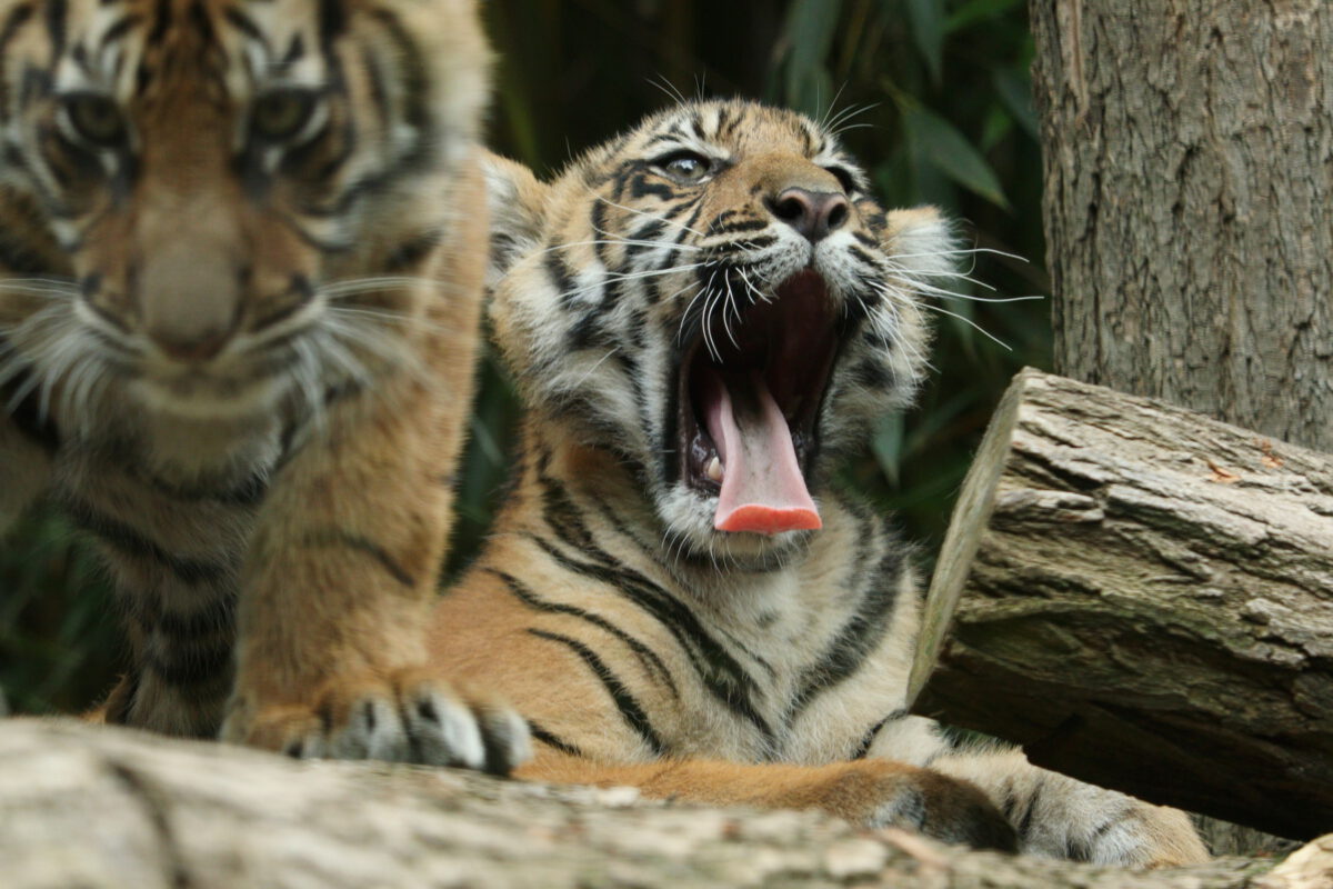 Sumatra Tiger Babys im Zoo Heidelberg