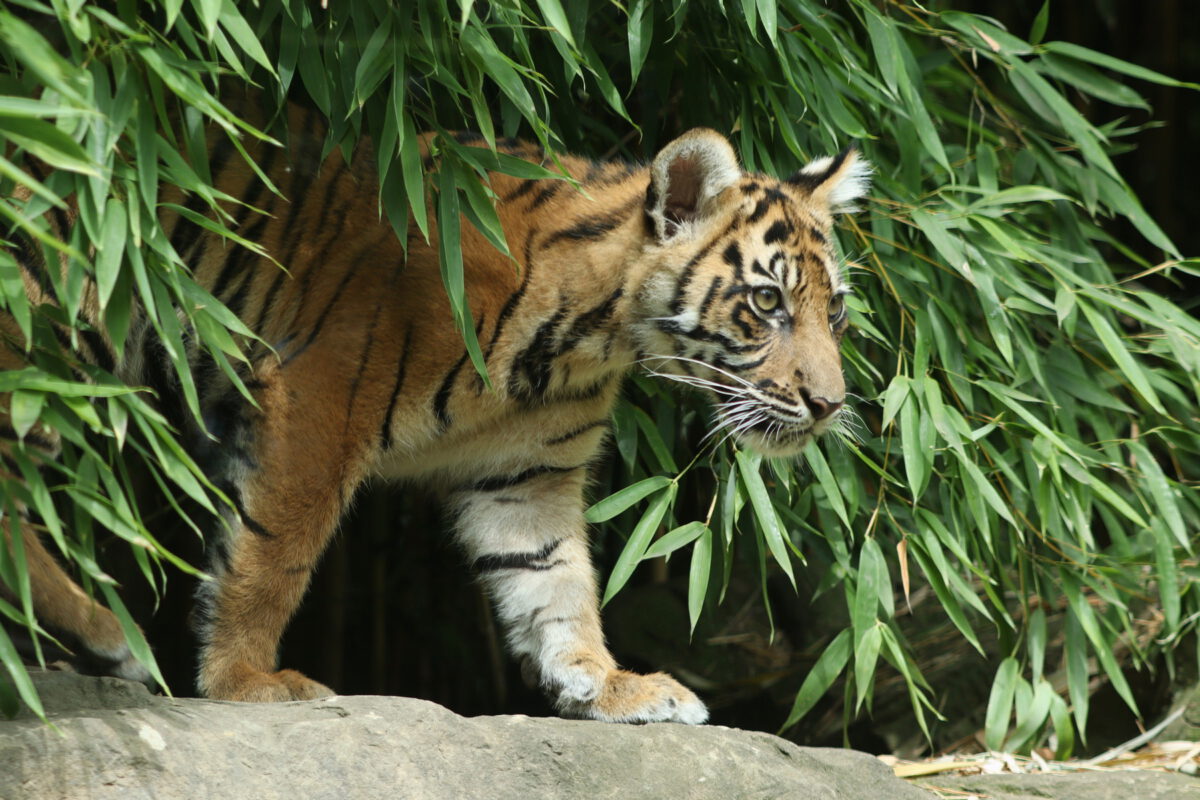 Sumatra Tiger Baby im Zoo Heidelberg