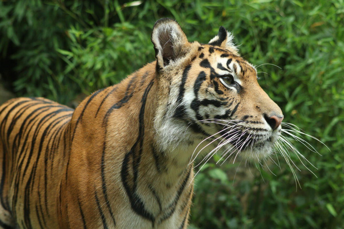 Sumatra Tigerin Karis im Zoo Heidelberg