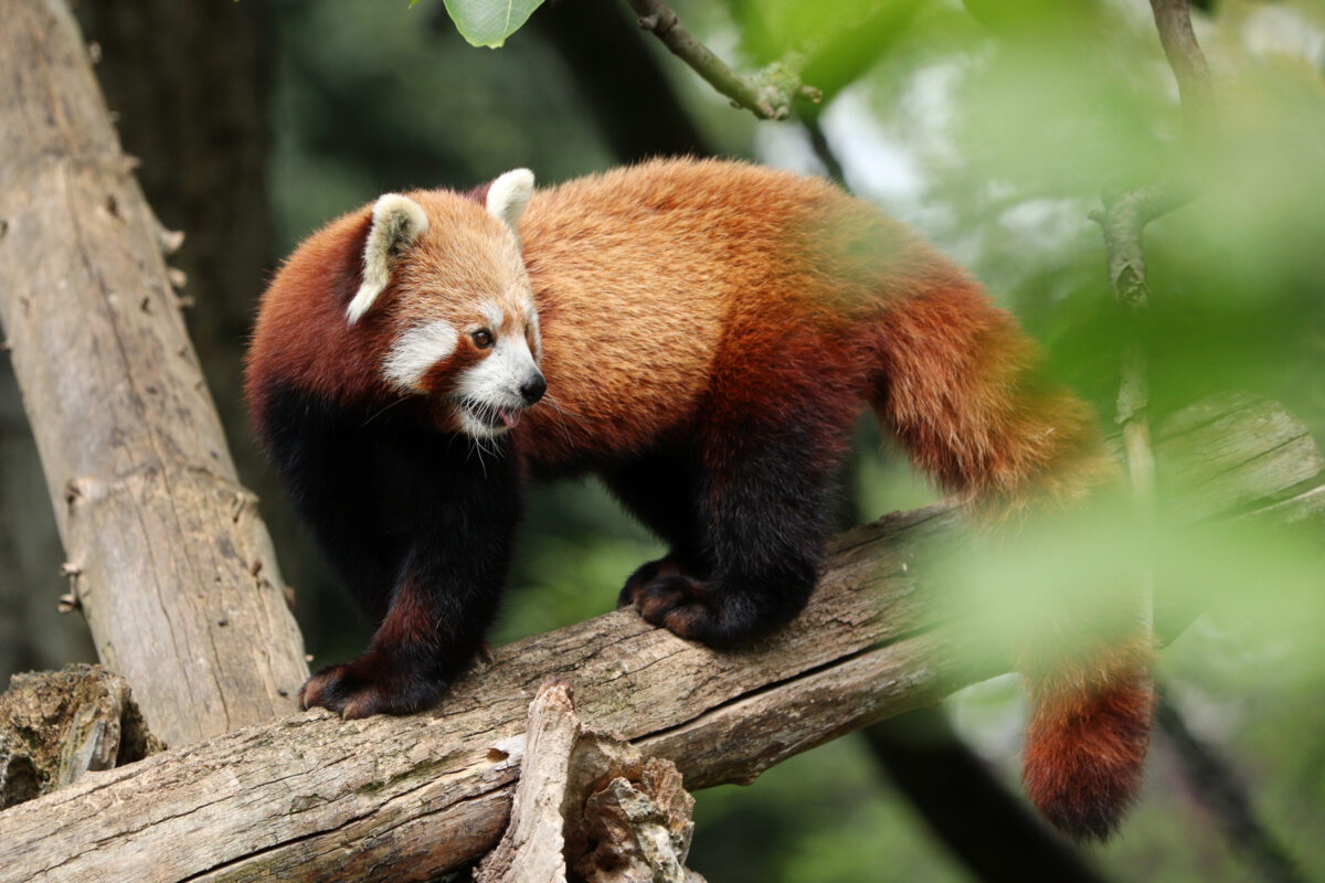 Roter Panda im Zoo Heidelberg