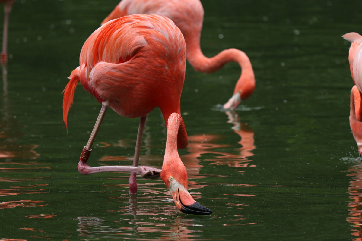 Kuba Flamingos im Zoo Heidelberg