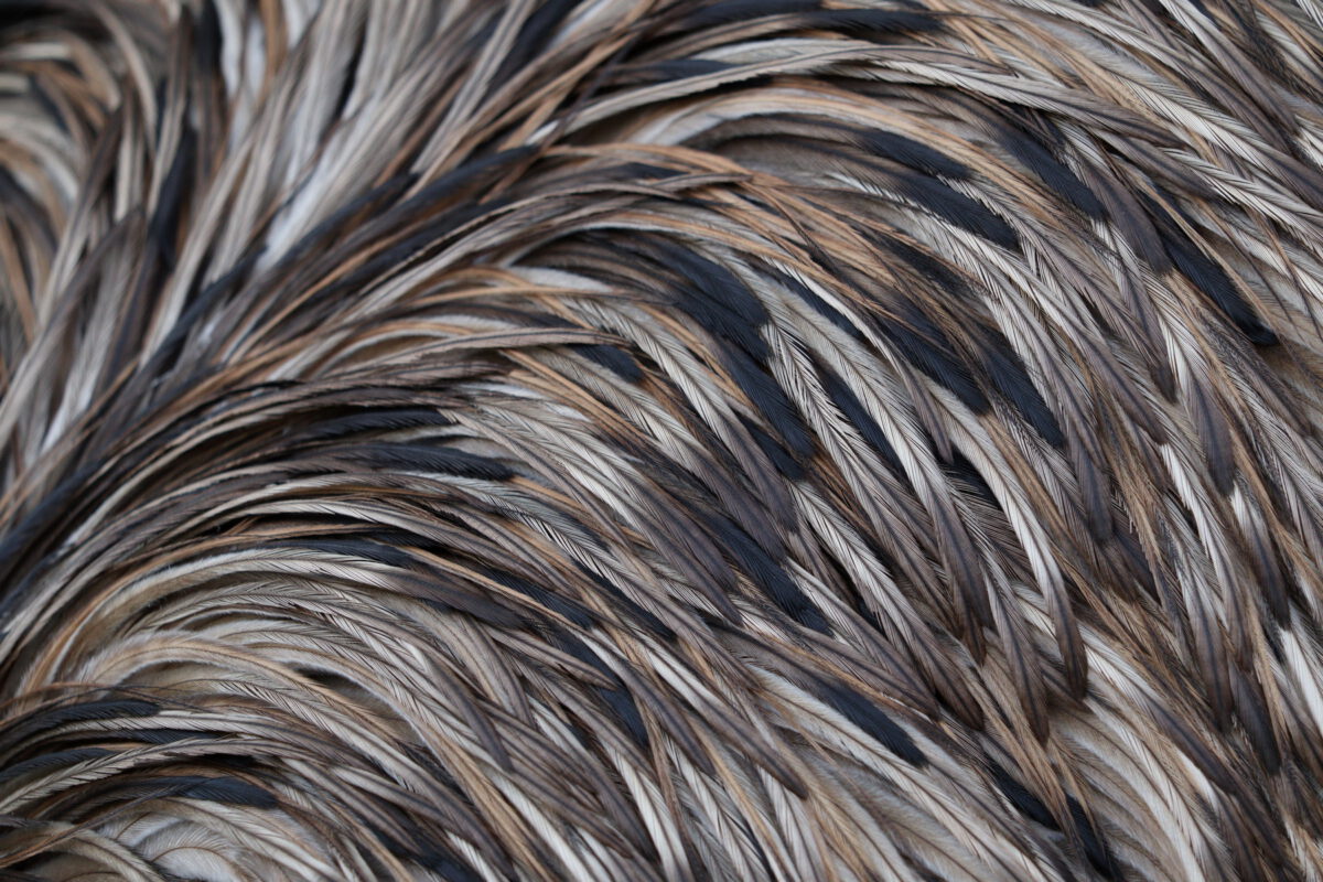 Emu Details in der Wilhelma Stuttgart