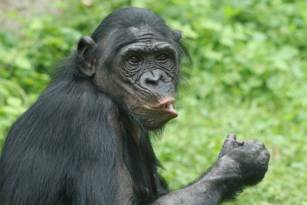 Bonobo in der Wilhelma Stuttgart