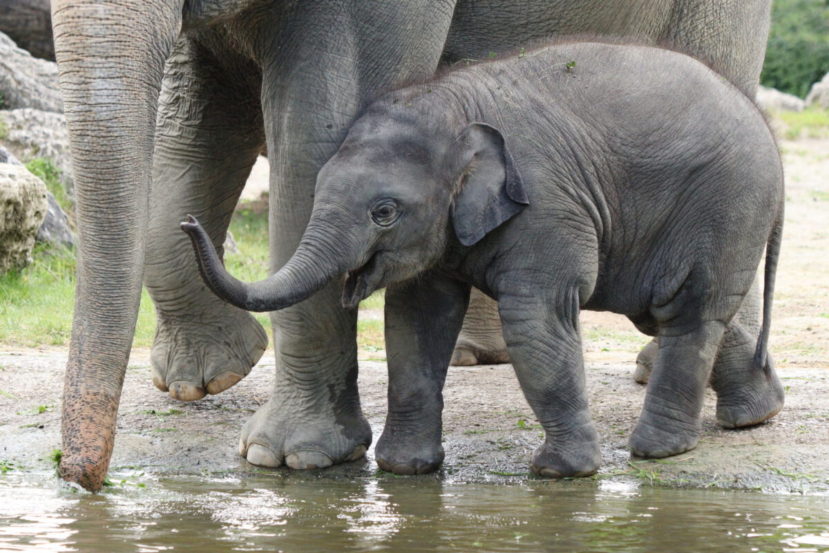 Junger Asiatischer Elefant Otto im Tierpark Hellabrunn
