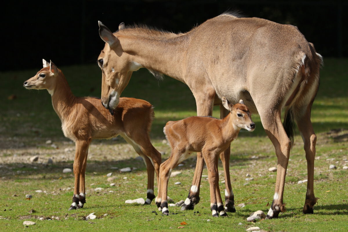 Nilgauantilope mit Nachwuchs im Tierpark Hellabrunn