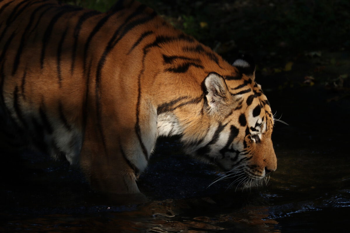 Sibirischer Tiger Jegor im Wasser im Tierpark Hellabrunn
