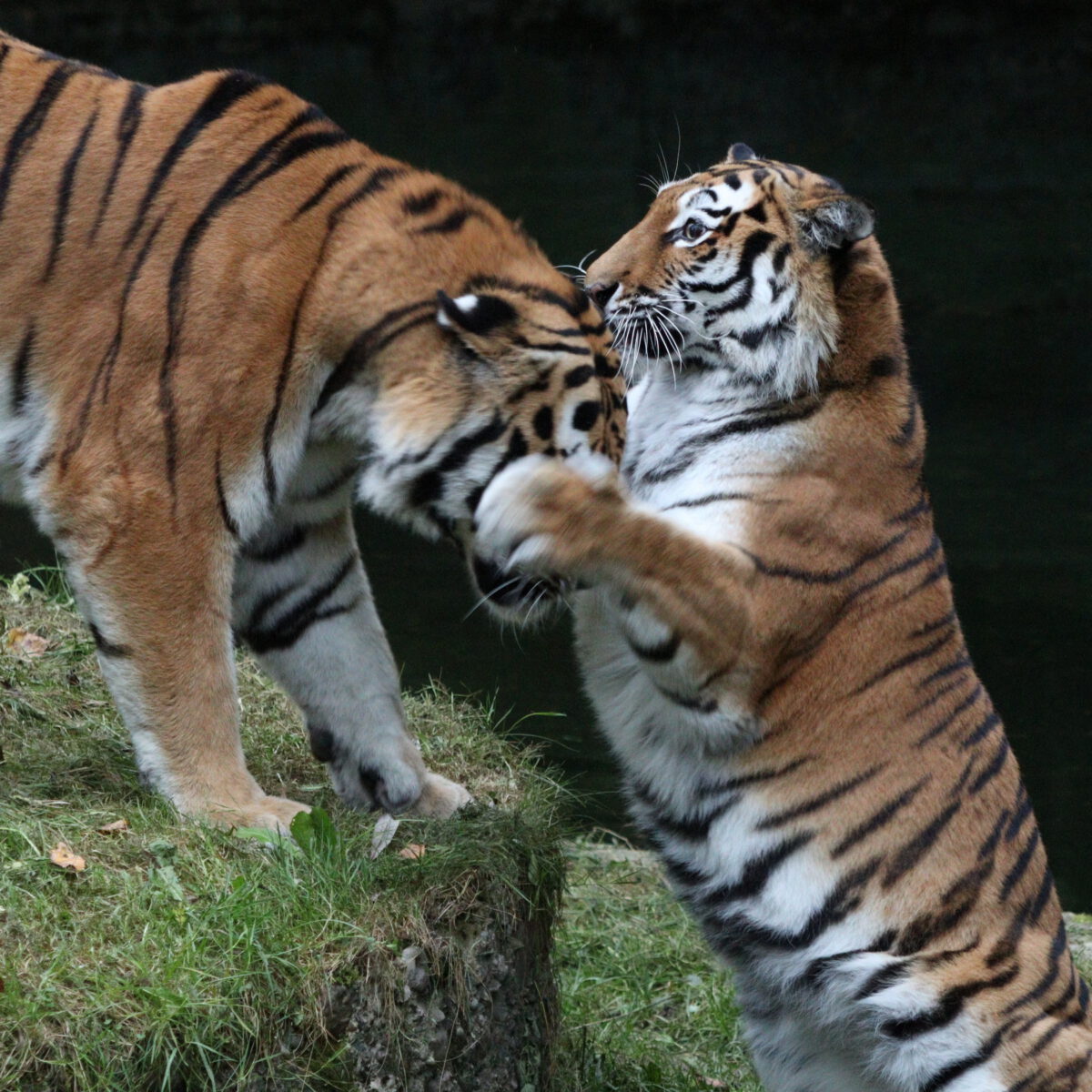 Sibirische Tiger Jegor und Ahimsa beim Spielen im Tierpark Hellabrunn