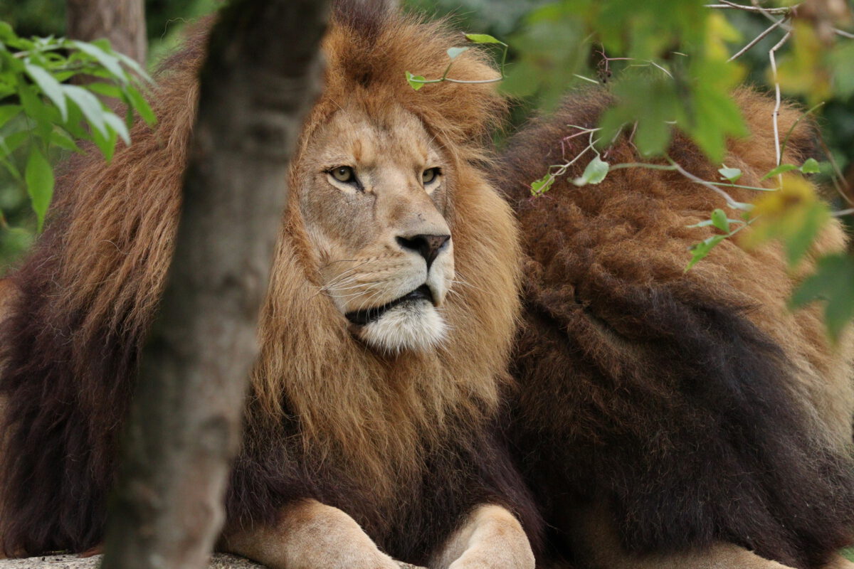 Afrikanische Löwen Max und Benny im Tierpark Hellabrunn