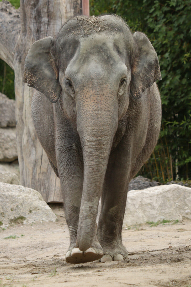 Asiatische Elefantenkuh Panang im Tierpark Hellabrunn
