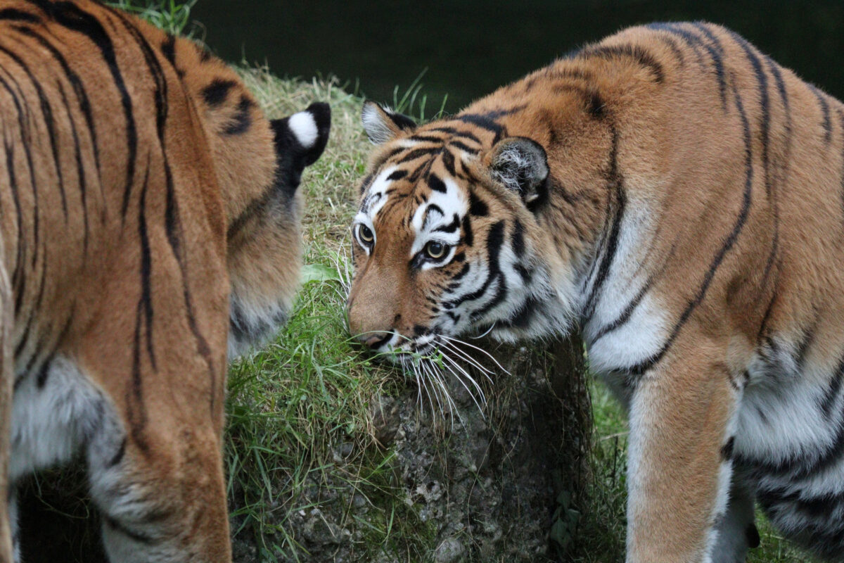 Sibirische Tiger Ahimsa und Jegor im Tierpark Hellabrunn