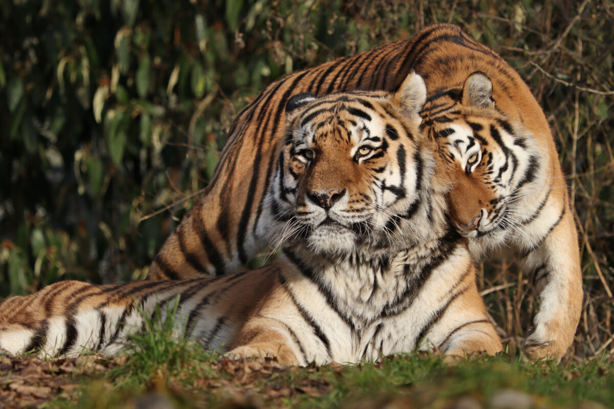 Sibirische Tiger Jegor und Ahimsa im Tierpark Hellabrunn