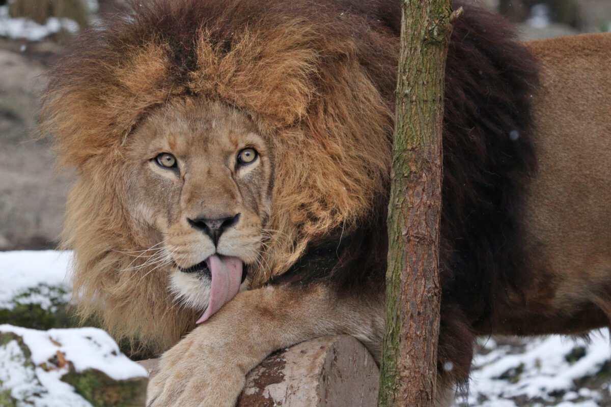 Afrikanischer Löwe Max im Schnee im Tierpark Hellabrunn