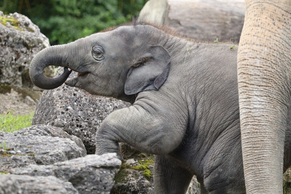Asiatischer Elefant Otto im Tierpark Hellabrunn