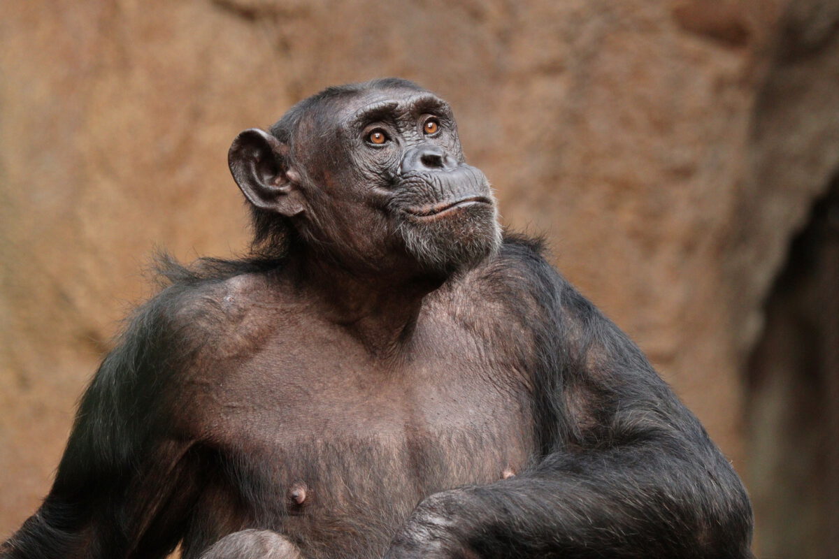 Schimpanse im Pongoland im Zoo Leipzig