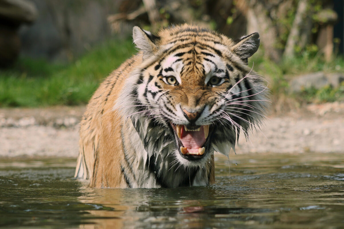 Die Sibirische Tigerin Yushka beim Baden in der Tiger-Taiga im Zoo Leipzig