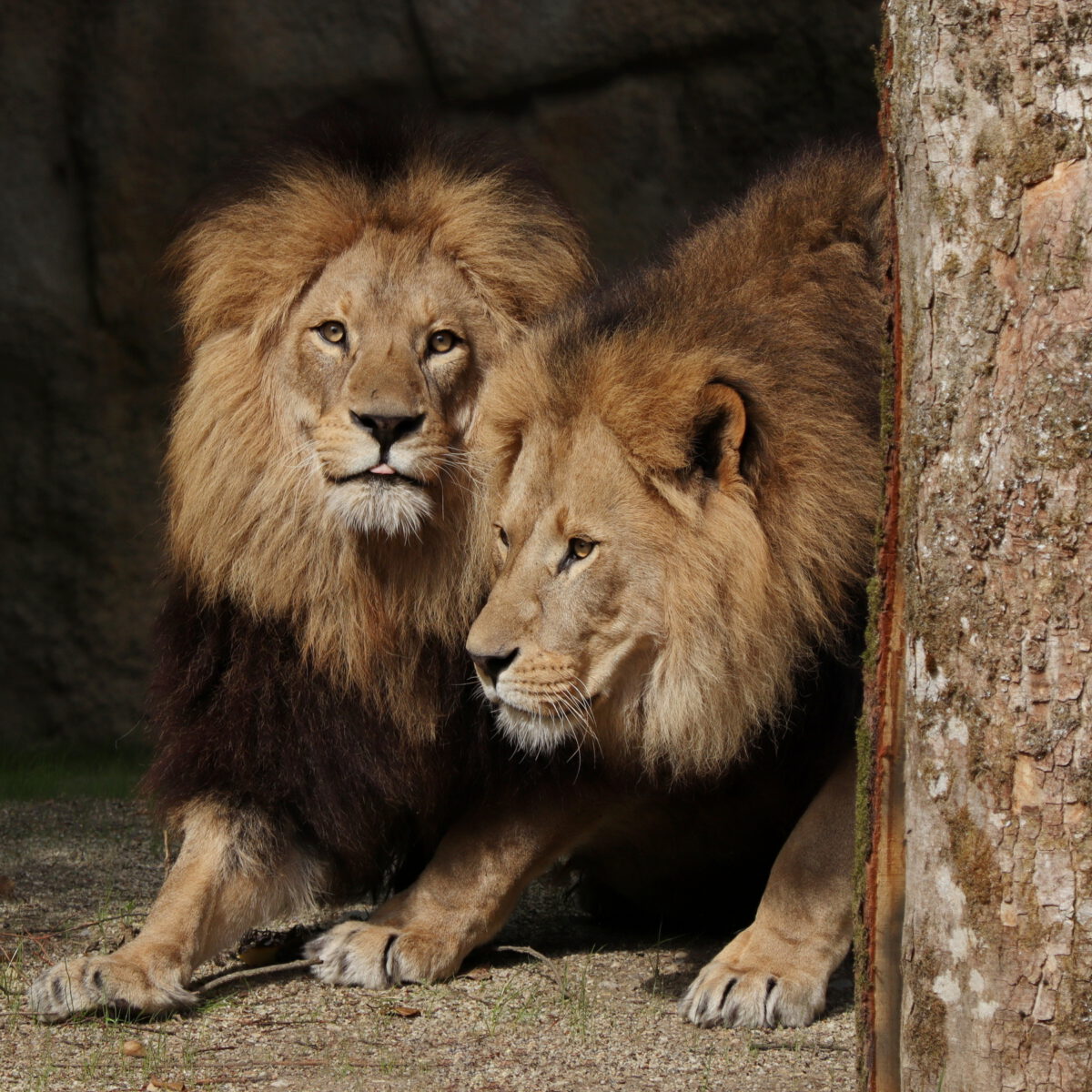 Die Afrikanischen Löwen Benny und Max im Tierpark Hellabrunn