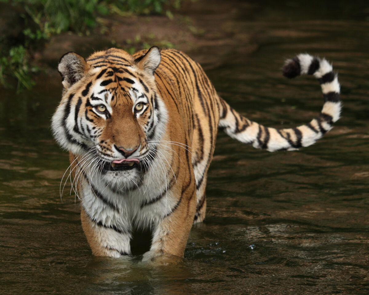 Sibirische Tigerin Katinka im Wasser im Tiergarten Nürnberg