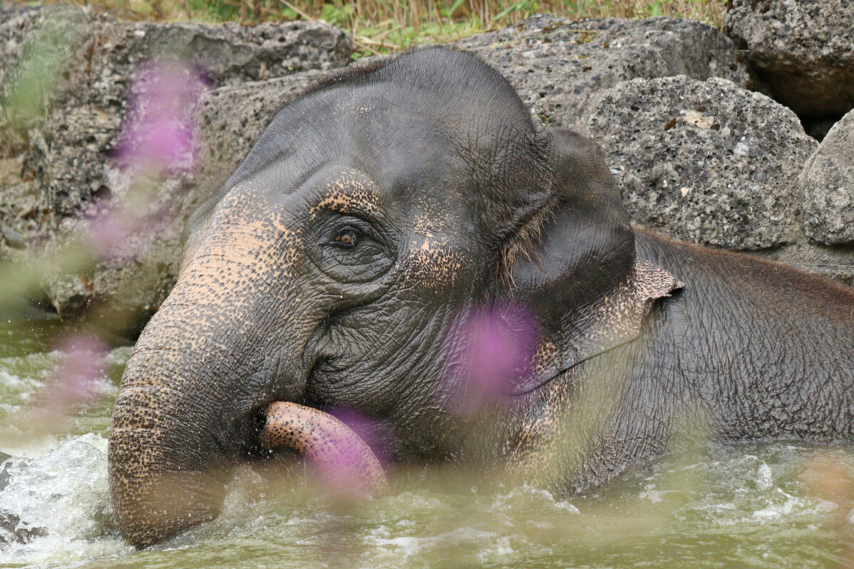 Die Asiatische Elefantenkuh Panang beim Baden im Tierpark Hellabrunn