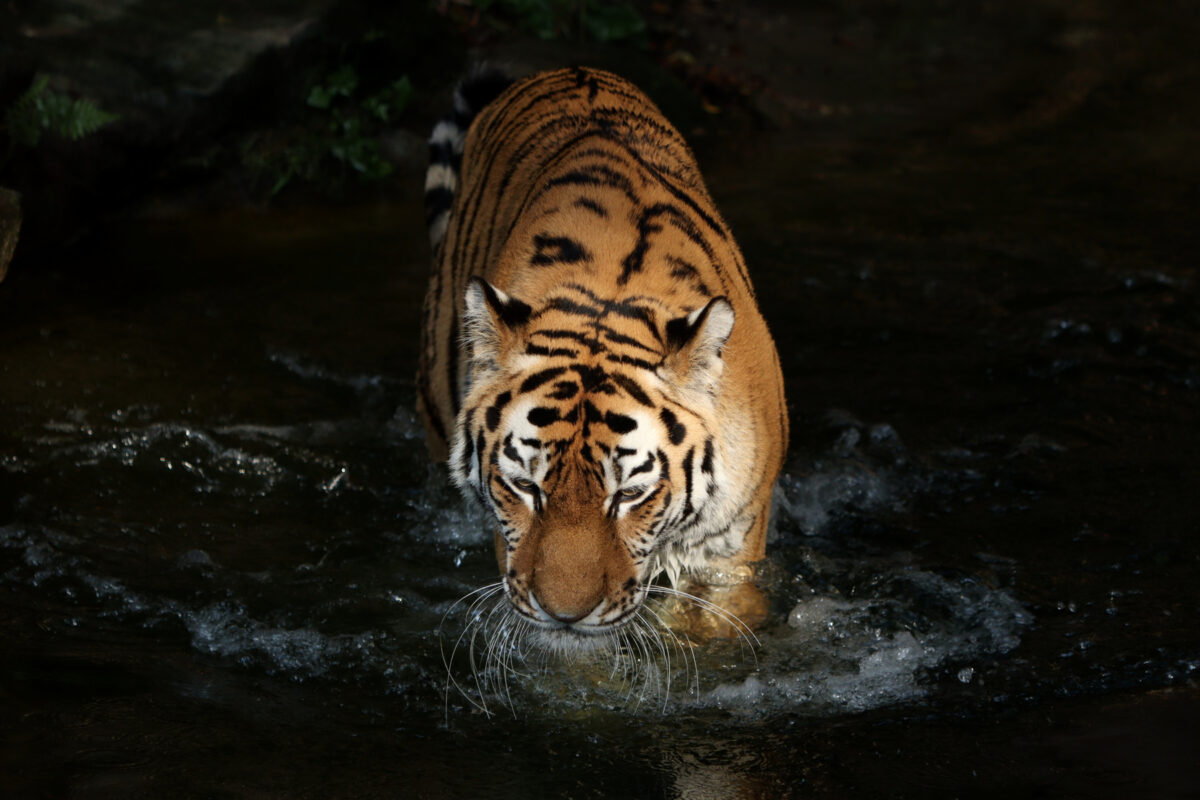 Die Sibirische Tigerin Katinka im Wasser im Abendlicht im Tiergarten Nürnberg