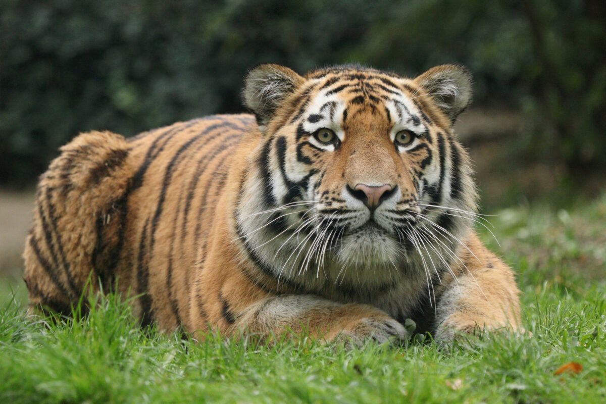 Der junge Sibirische Tiger Kasimir im Zoo Duisburg