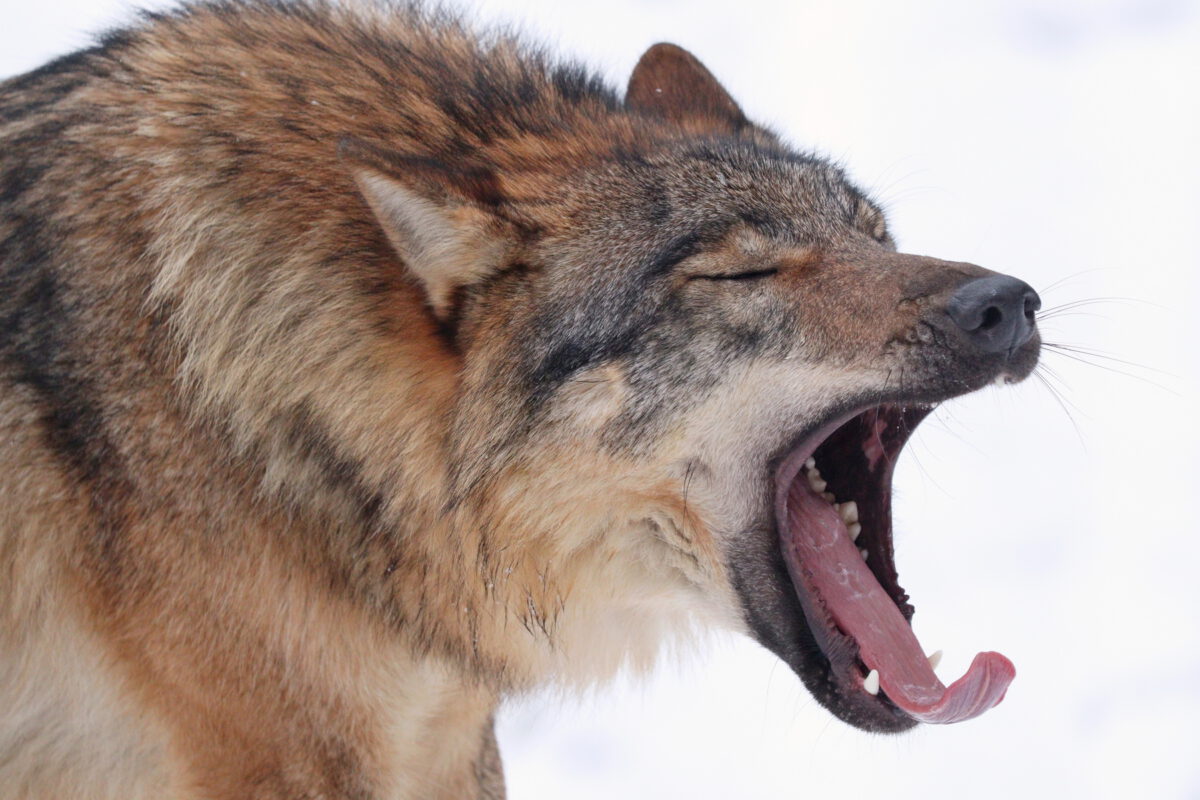 Gähnender Wolf im Schnee im Tierpark Hellabrunn