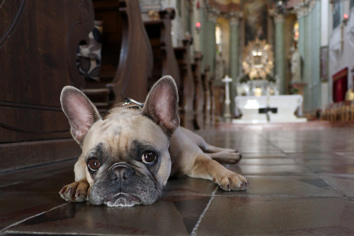Maria Radna Wallfahrtskirche Rumänien Banat Französische Bulldogge#