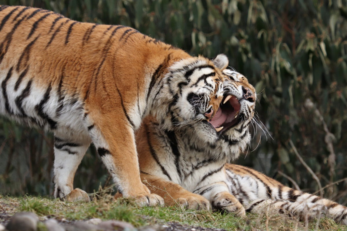 Sibirische Tiger Jegor und Ahimsa beim Spielen im Tierpark Hellabrunn