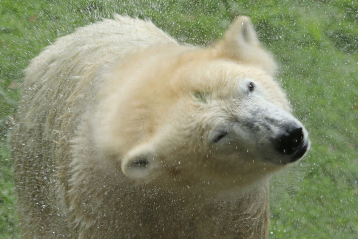 Eisbär schüttelt sich im Tierpark Hellabrunn