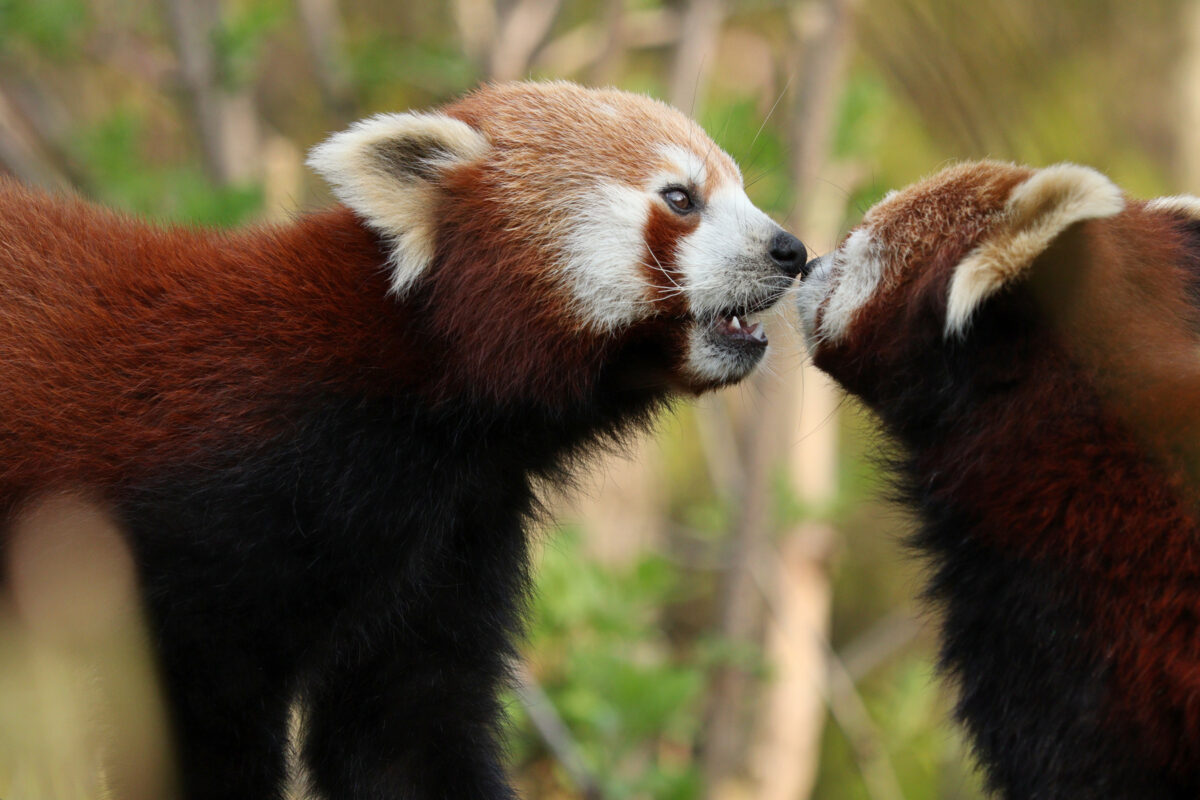 Rote Pandas schmusen im Tierpark Hellabrunn