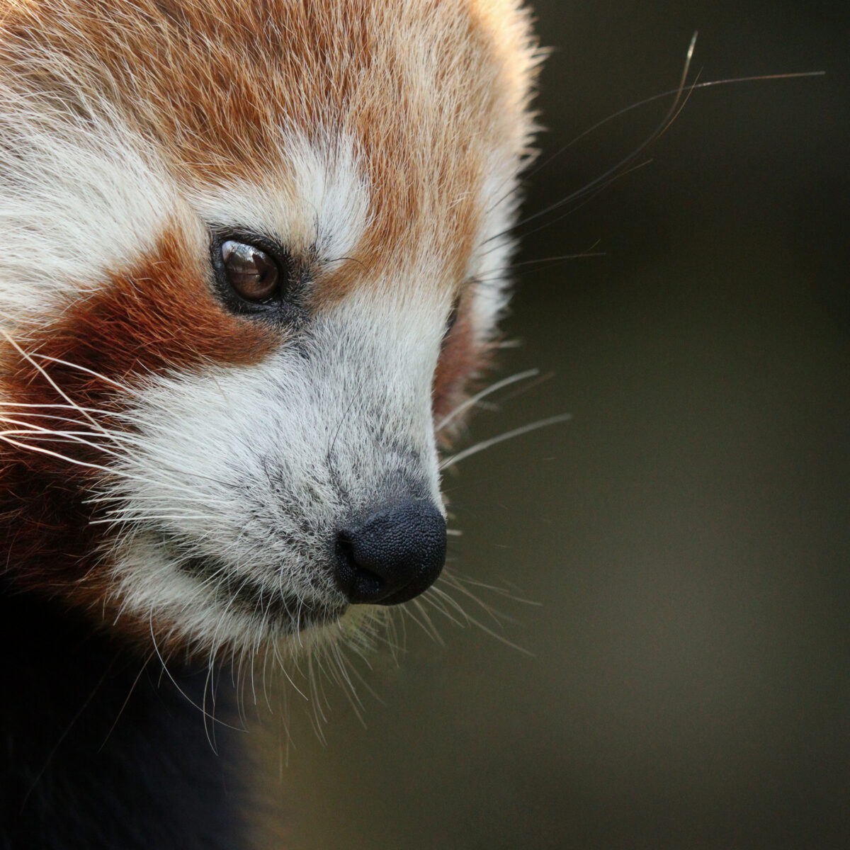 Roter Panda Portrait im Tierpark Hellabrunn