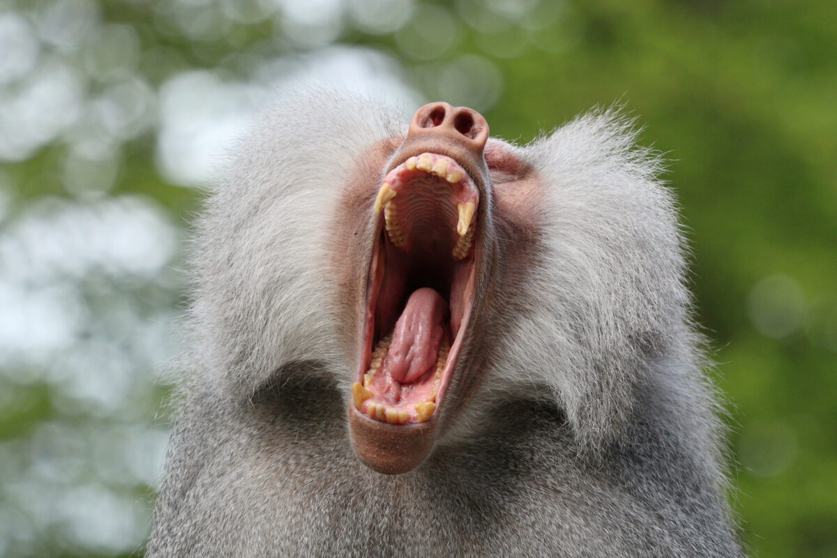 Mantelpavian gähnend im Tierpark Hellabrunn