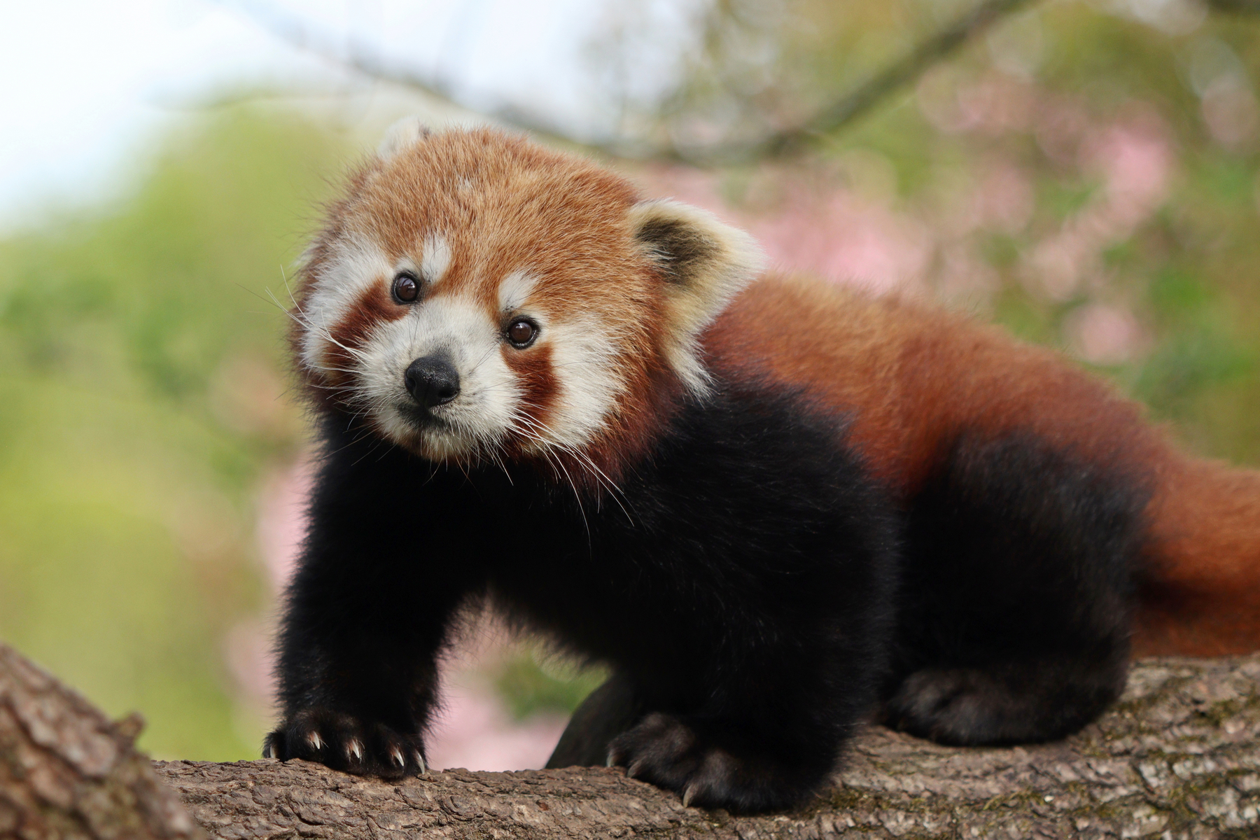 Roter Panda vor Blütenhintergrund im Tierpark Hellabrunn