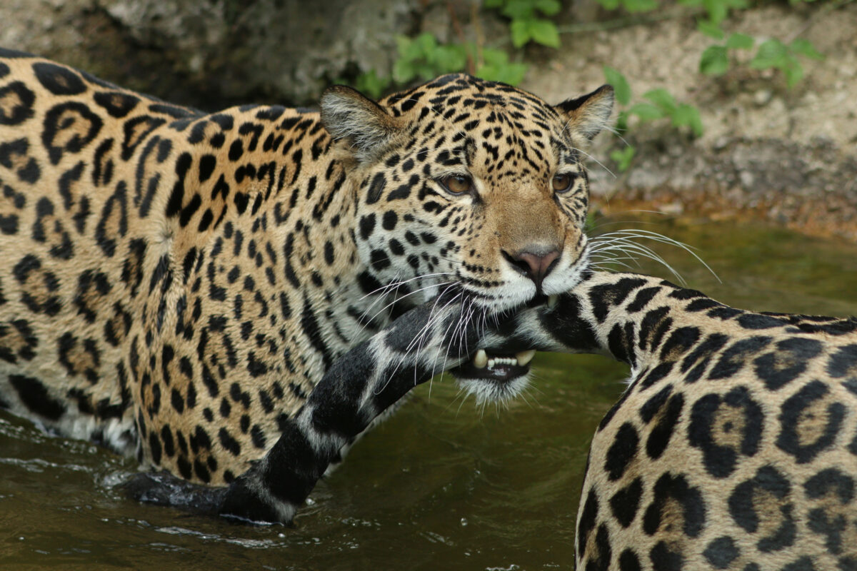 Jaguare beim Spielen im Wasser im Zoo Salzburg