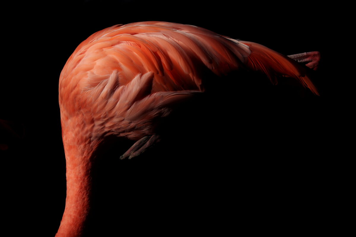 Kuba-Flamingo Details minimalistisch vor schwarzem Hintergrund im Tierpark Hellabrunn