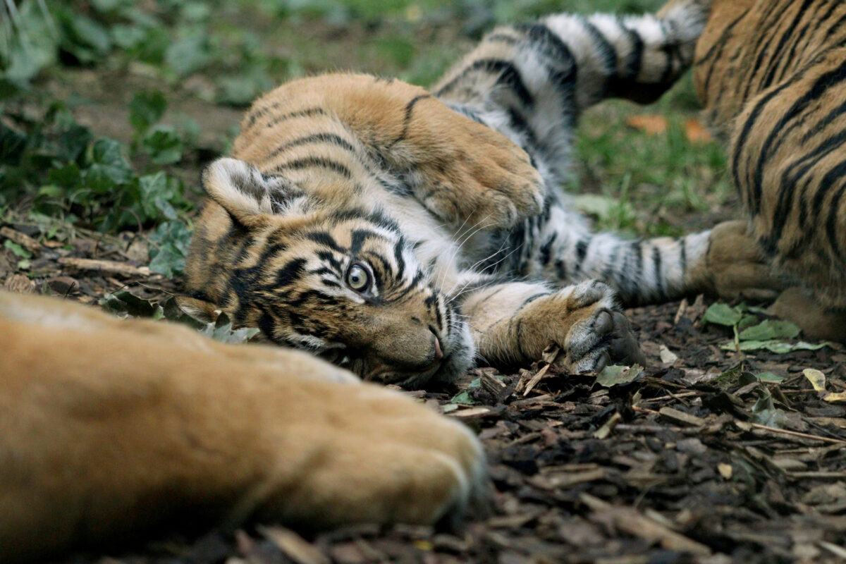 Sumatra Tiger Baby im Zoo Frankfurt