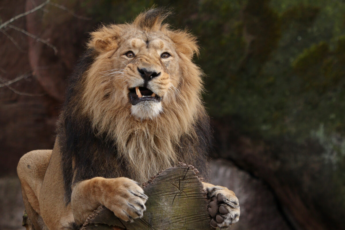 Asiatischer Löwe Kiron im Tiergarten Nürnberg