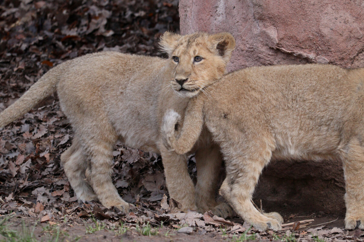Asiatische Löwenbabys Indica und Jadoo im Tiergarten Nürnberg