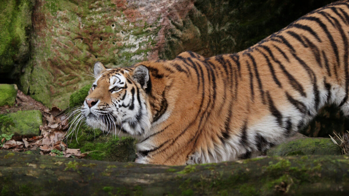 Sibirische Tigerin Akina im Tiergarten Nürnberg
