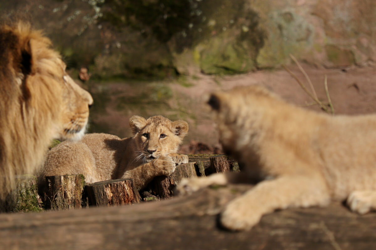 Asiatischer Löwe Kiron mit Babys Indica und Jadoo im Tiergarten Nürnberg